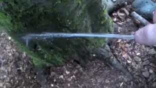 Pissing full bladder